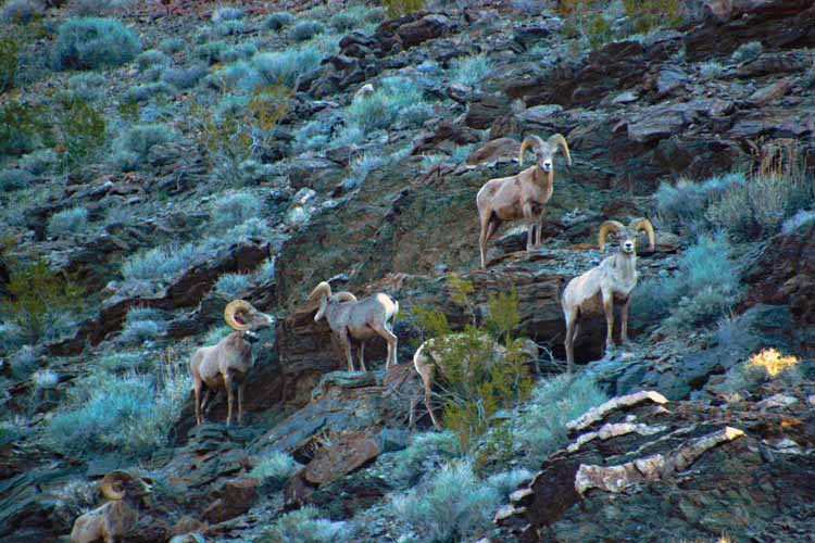 bighorn sheep